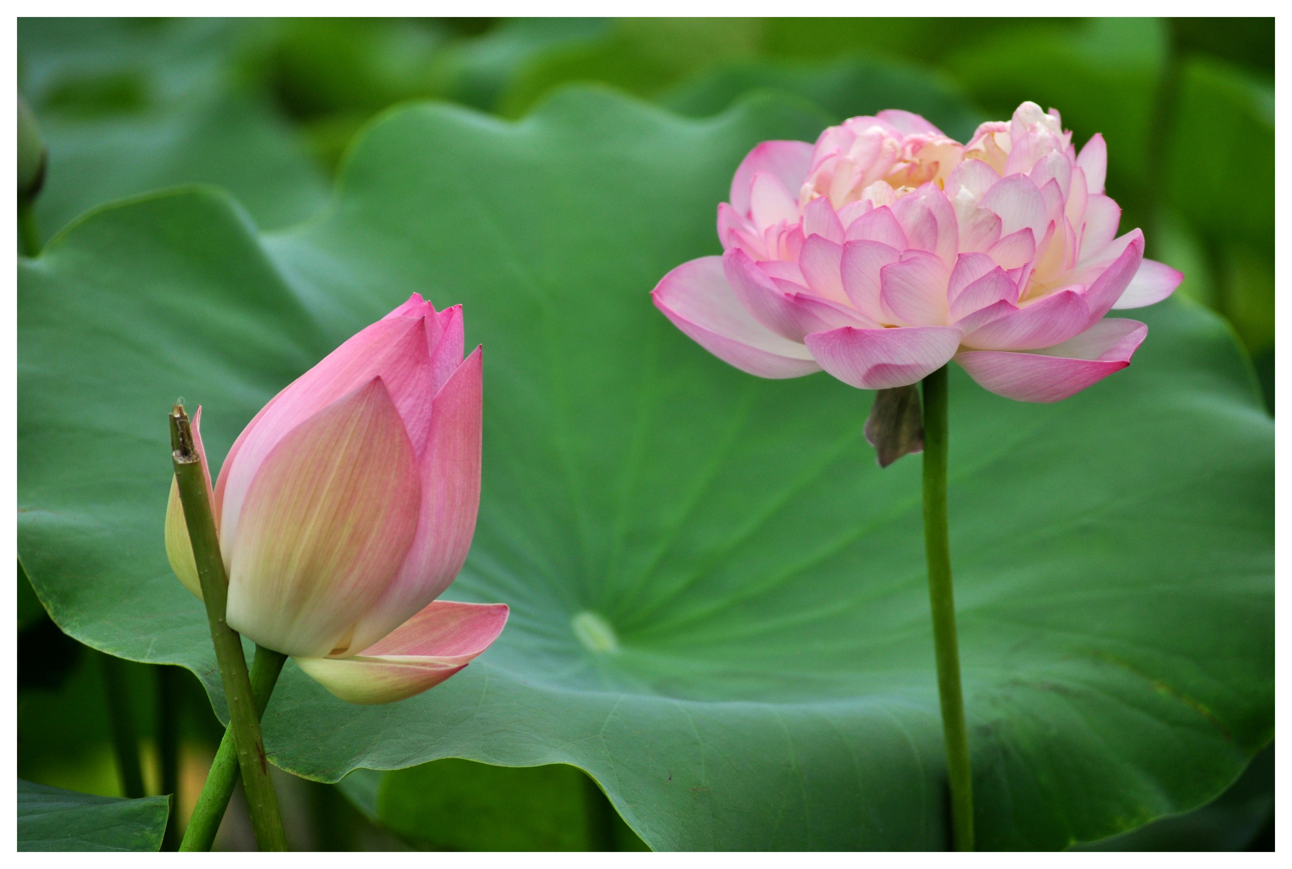 《夏日荷花》组照-1