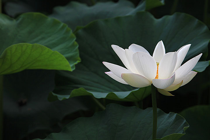 荷花开在莲花池 (共p)