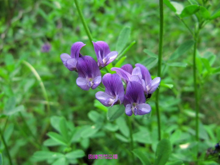 【紫色美丽-野苜蓿摄影图片】山西平陆生态摄