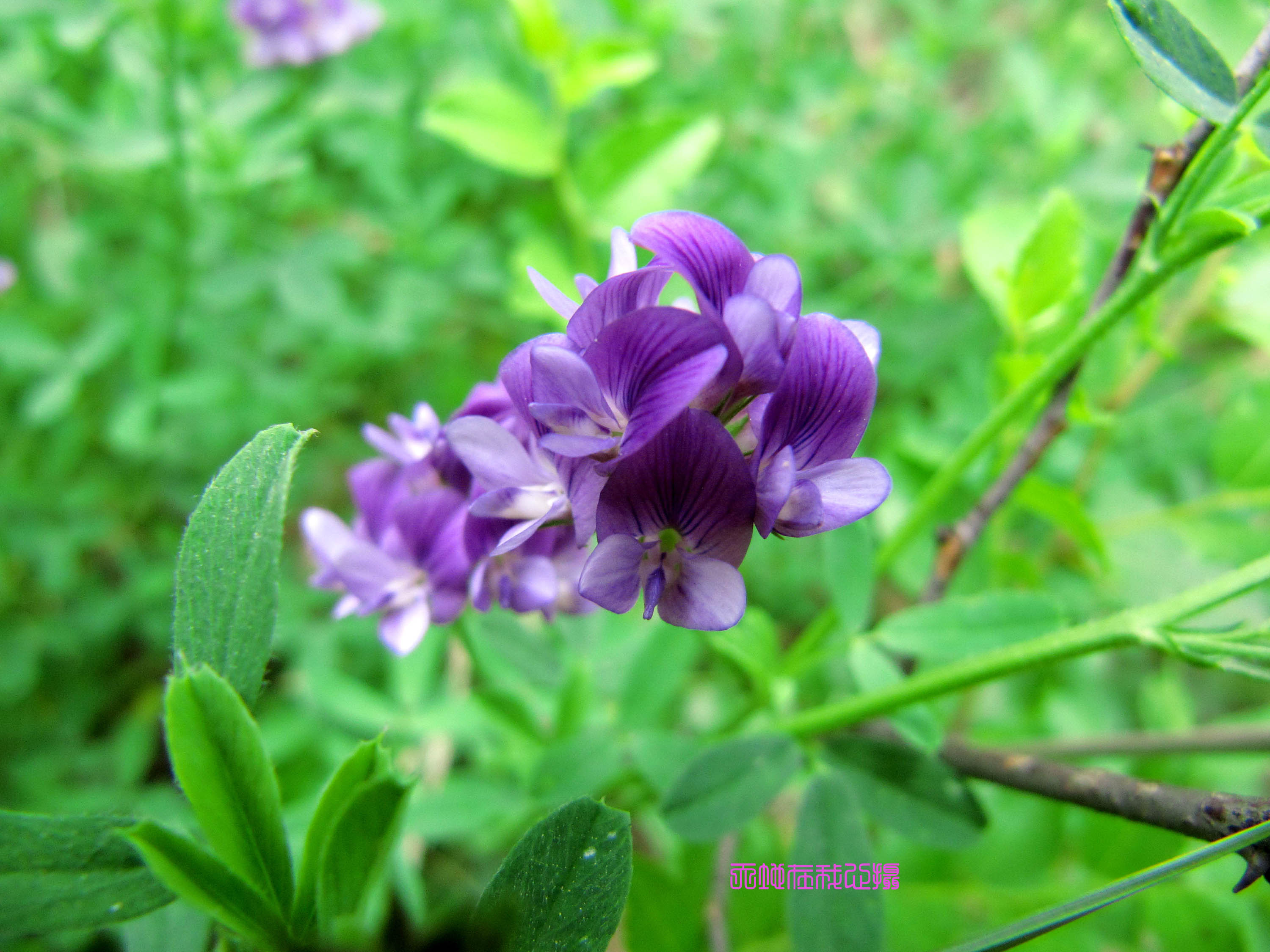 紫花苜蓿图片素材-编号16297243-图行天下