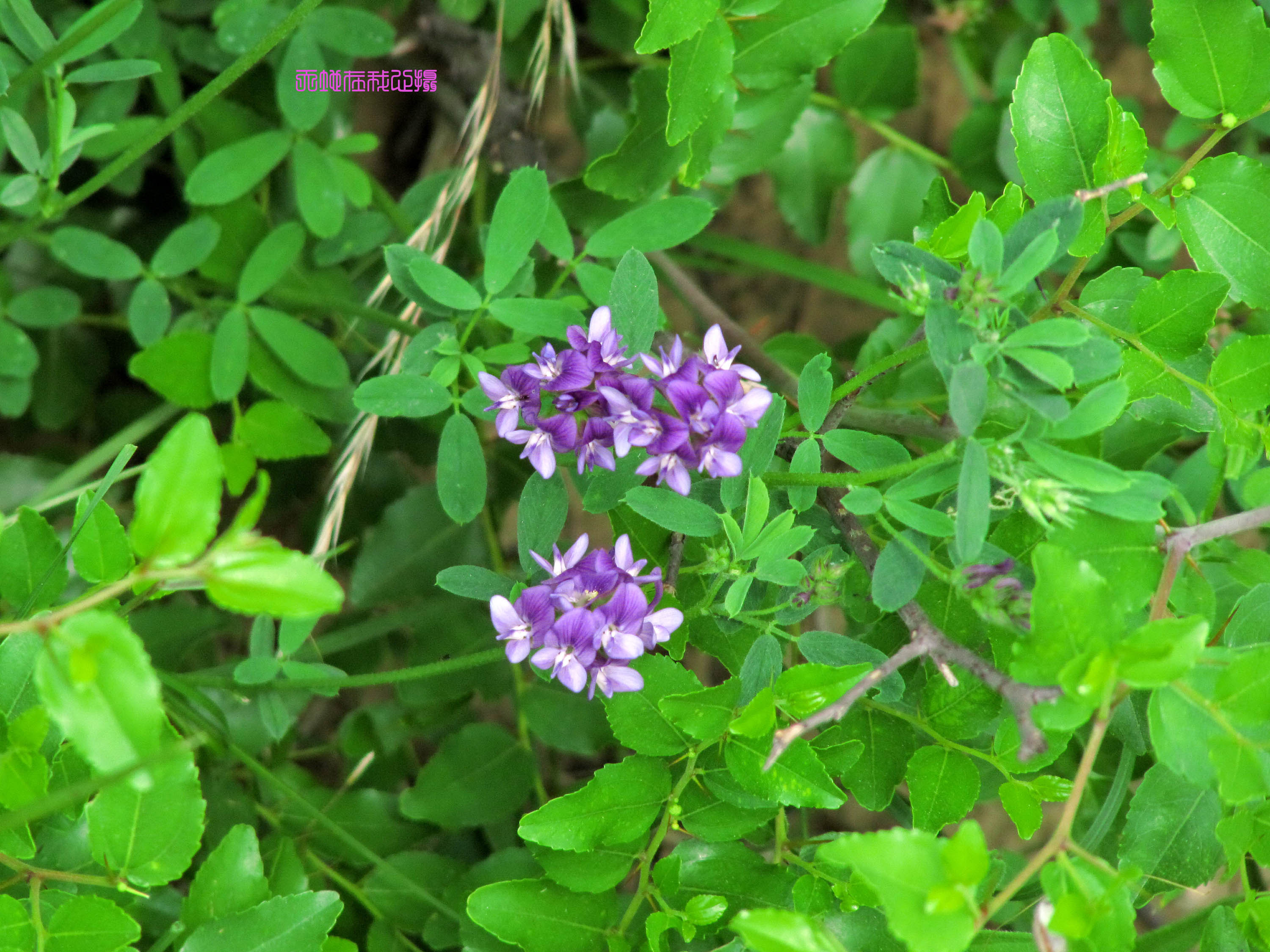【紫色美丽－野苜蓿摄影图片】山西平陆生态摄影_天地在我心_太平洋电脑网摄影部落