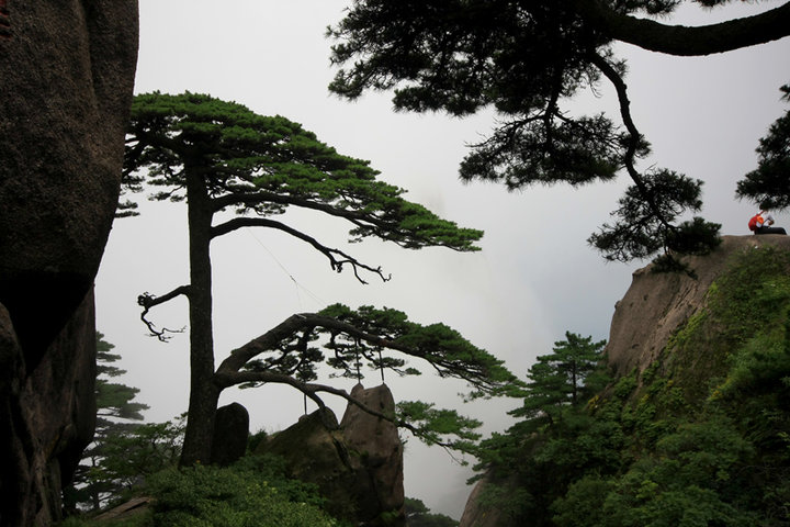 黄山的松树