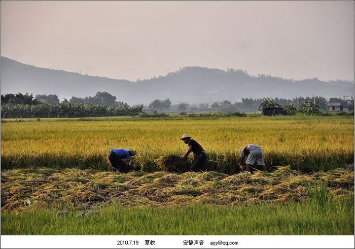 夏收