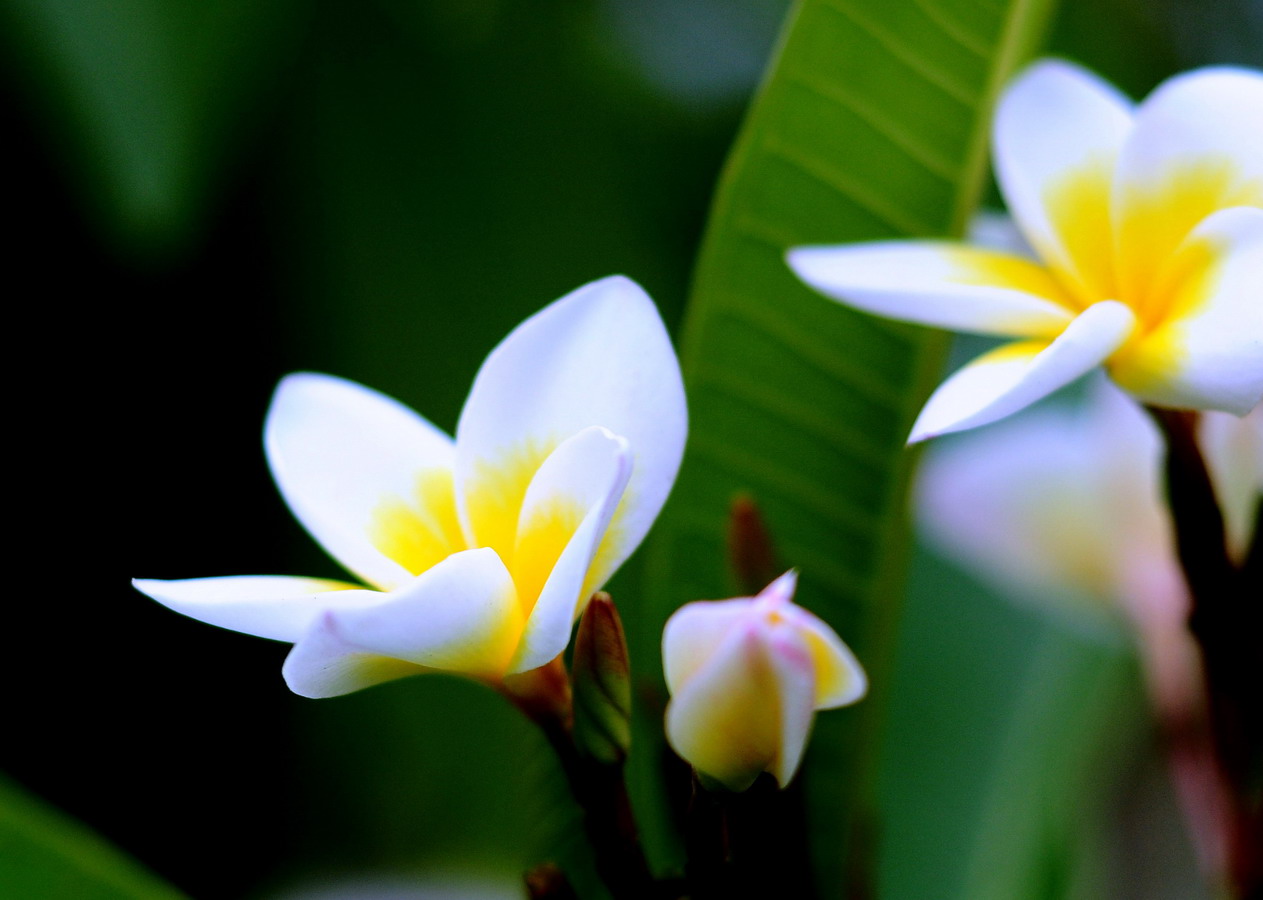 鸡蛋花