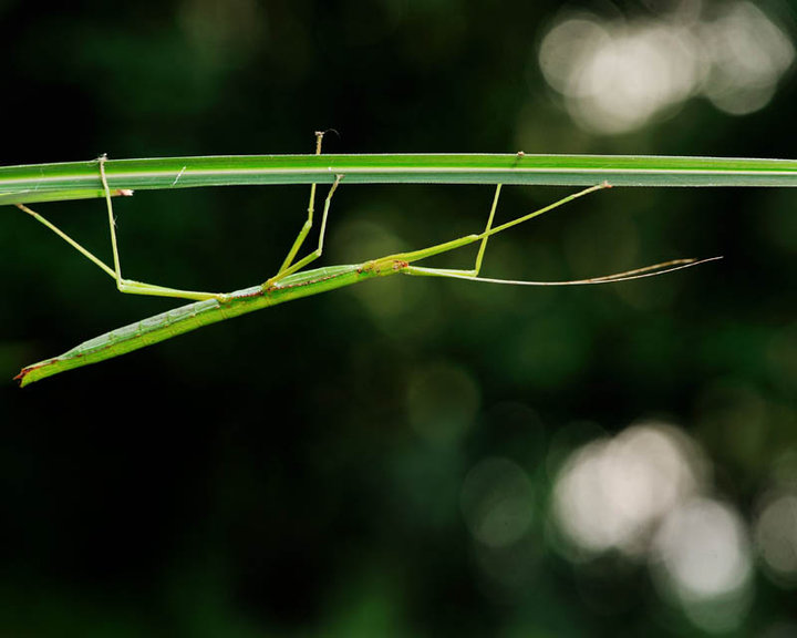 【根竹嶂的竹节虫摄影图片】根竹嶂生态摄影