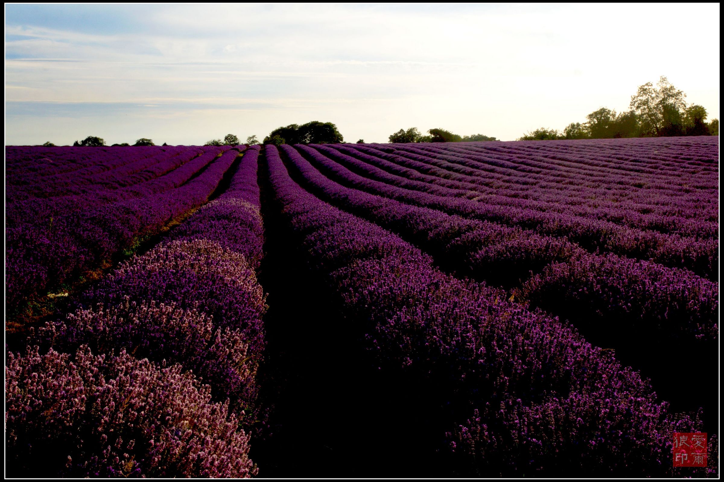 英国风光之薰衣草lavender