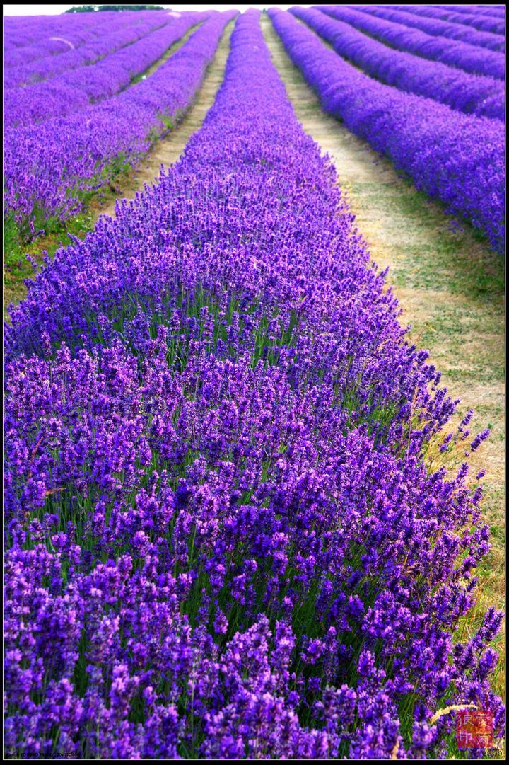 英国风光之薰衣草lavender (共p)