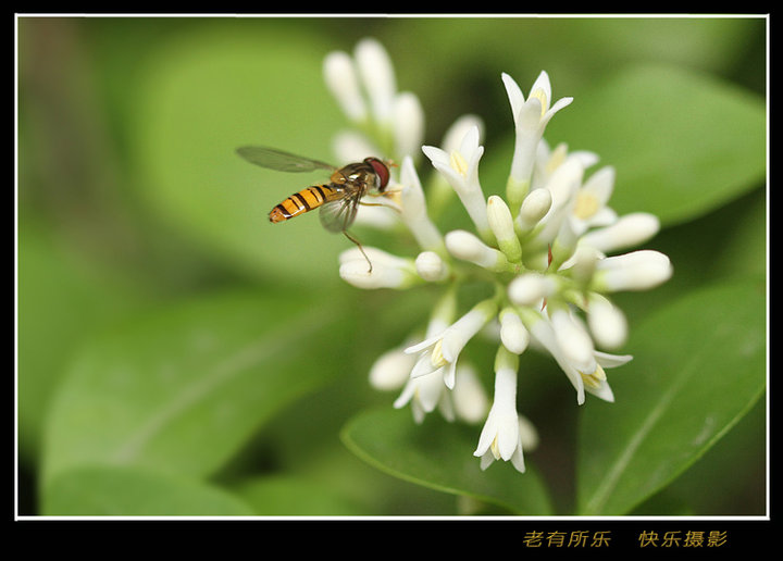【眷恋绿篱小花的蜜蜂、食蚜蝇摄影图片】居民