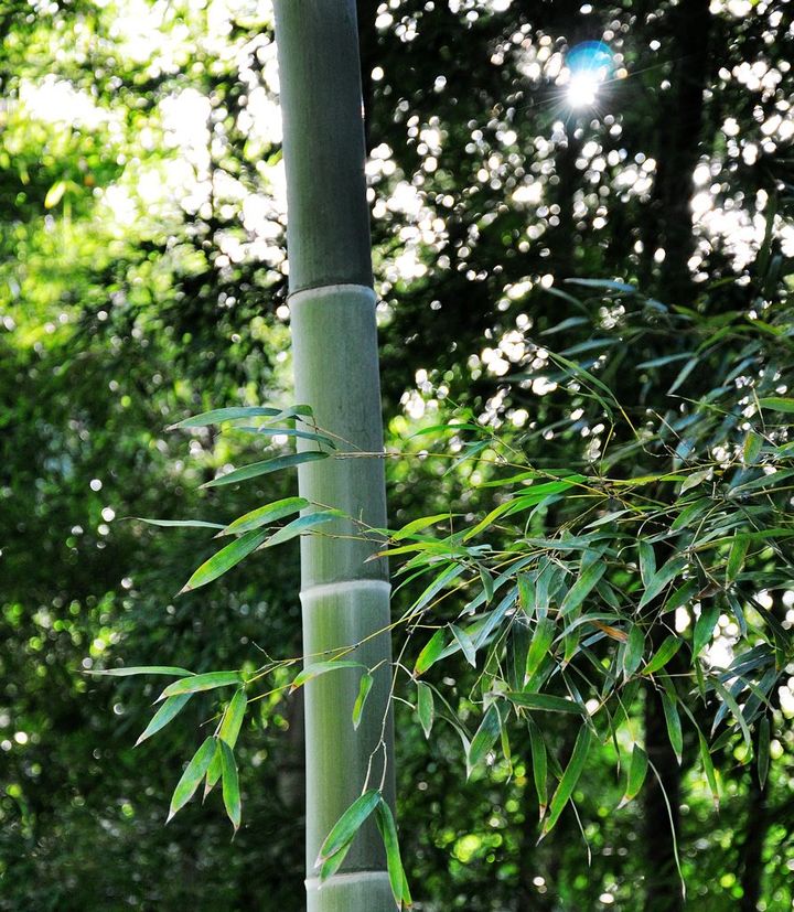 竹林的早晨