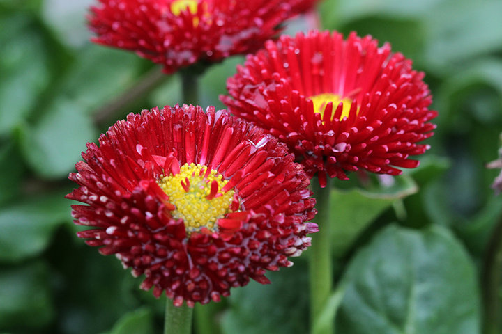 【雏菊(意大利国花)摄影图片】上海植物园生态
