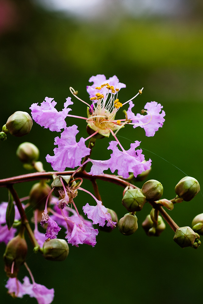 紫薇花语