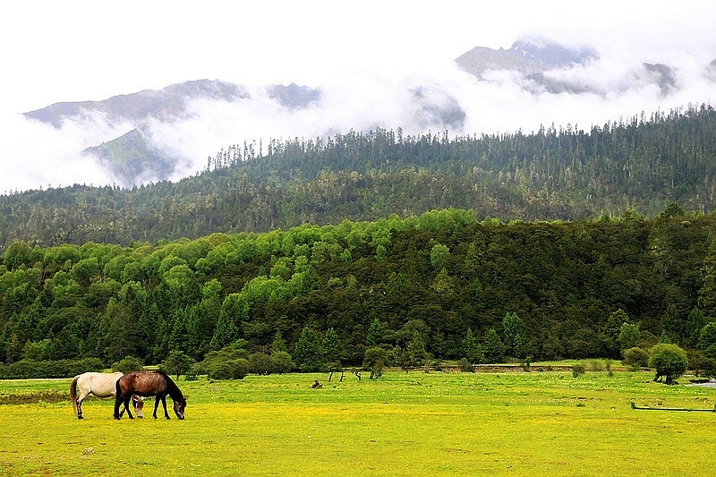 【雪域风光-鲁朗林海风景区摄影图片】林芝地区鲁朗林海风景区风光