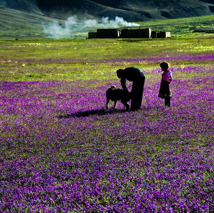 又到山花浪漫时