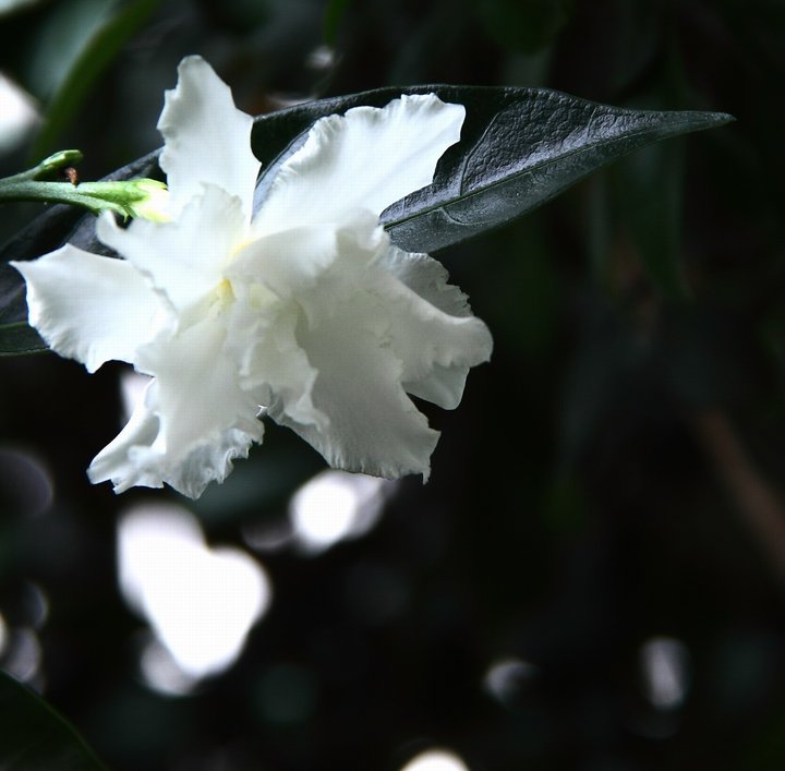 几朵白花