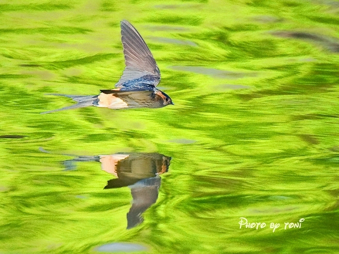 【惊鸿掠水--金腰燕摄影图片】北京野鸭湖生态