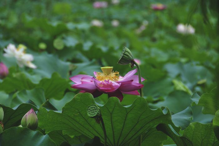 【莲的心事摄影图片】江苏常州荷园,荆川公园