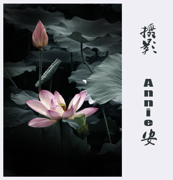 山有扶苏,隰有荷华