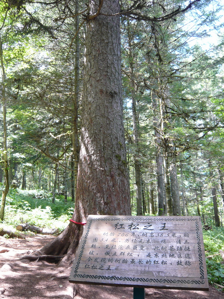 红松の王