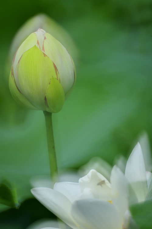 《禅意荷花》