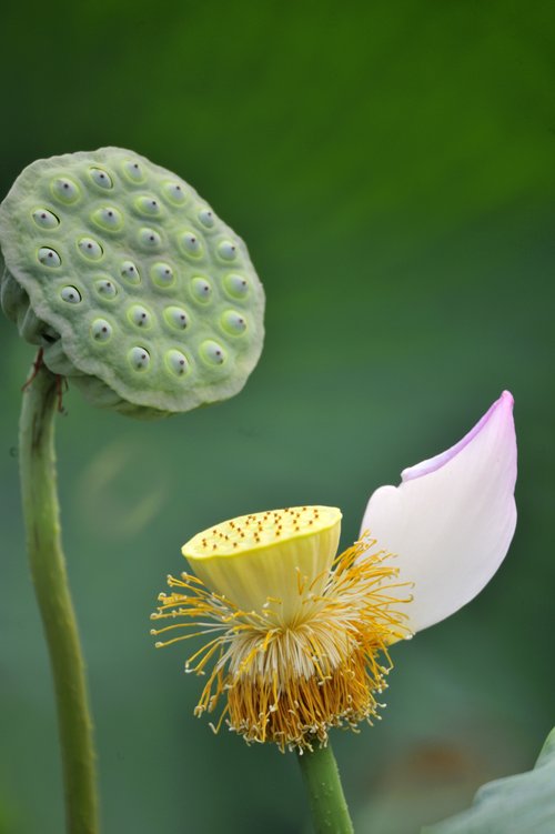 《禅意荷花》