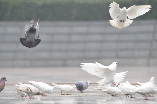 【《广场鸽》摄影图片】成都华阳音乐广场生态