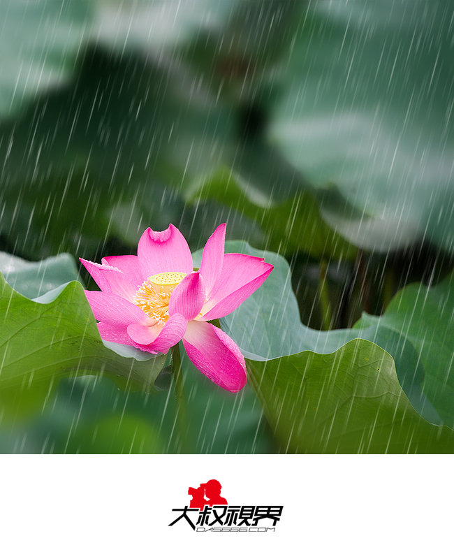 雨荷