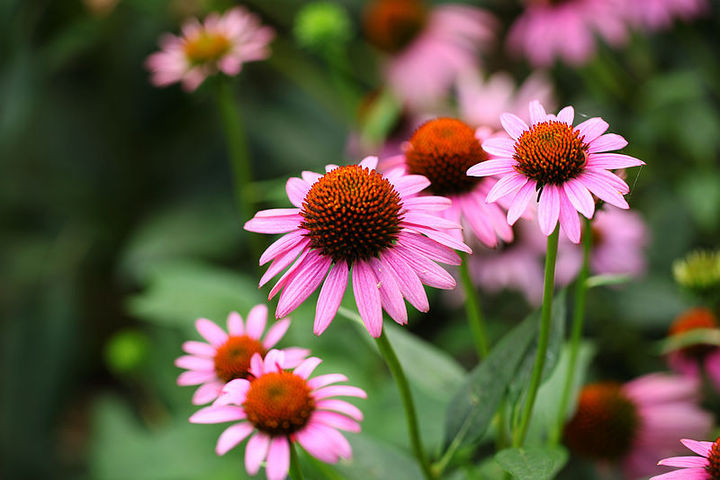 松果菊