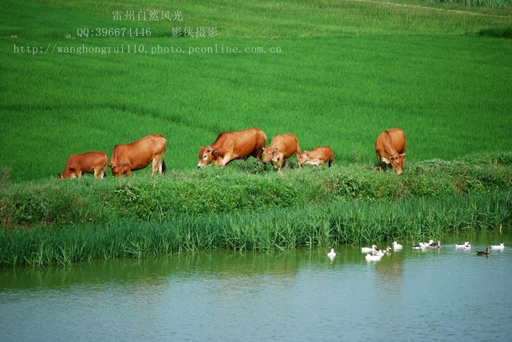 【雷州自然风光摄影图片】广东湛江雷州风光摄