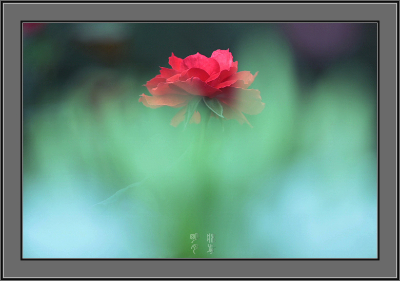 ○^玫园一枝花^○