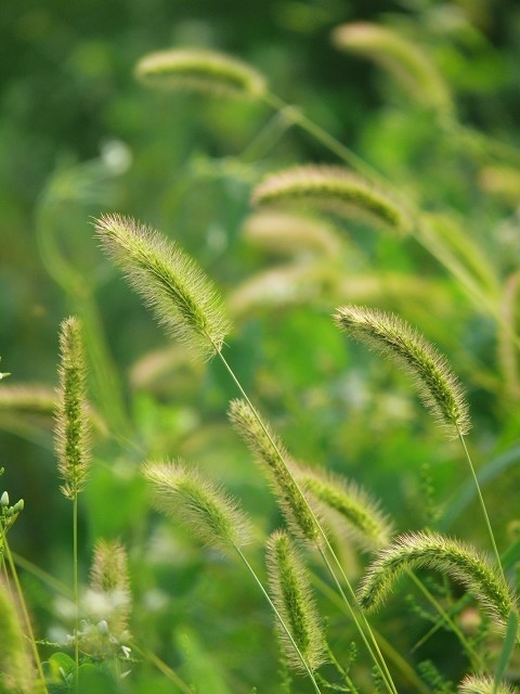 狗尾巴草
