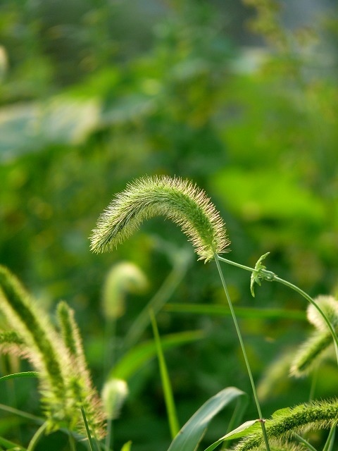 狗尾巴草