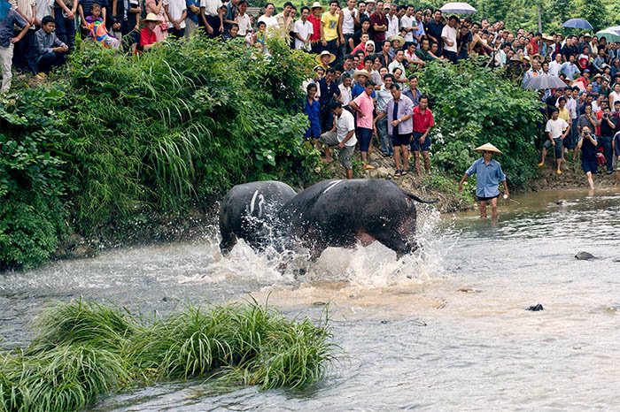 水牛打架