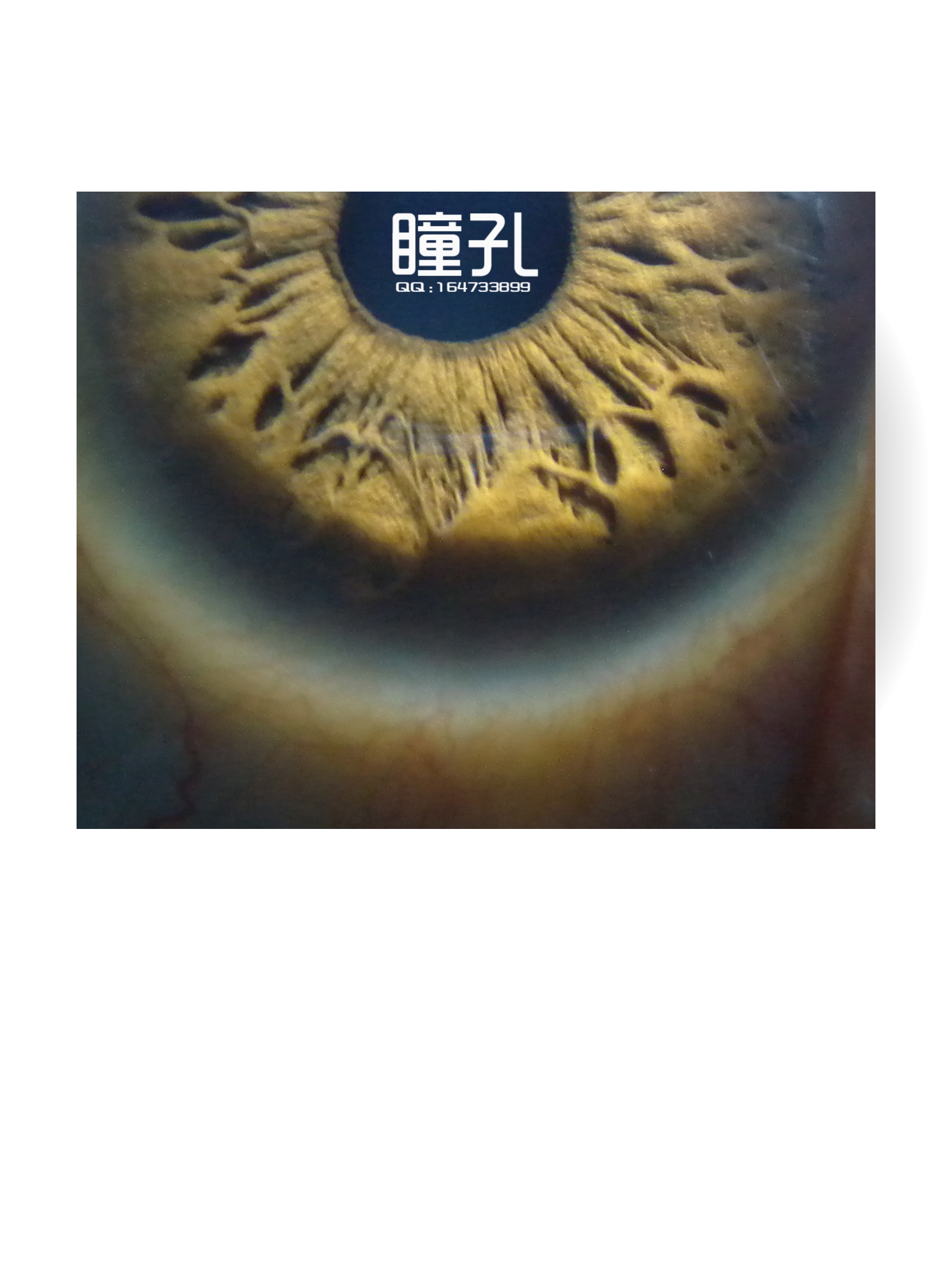 中国人的瞳孔一般是什么颜色 - 百科 - 布条百科