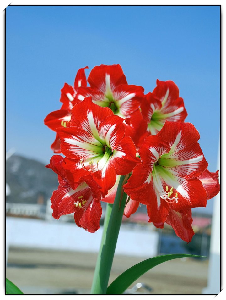 盛开的朱顶红花·芬芳多彩的花《五》