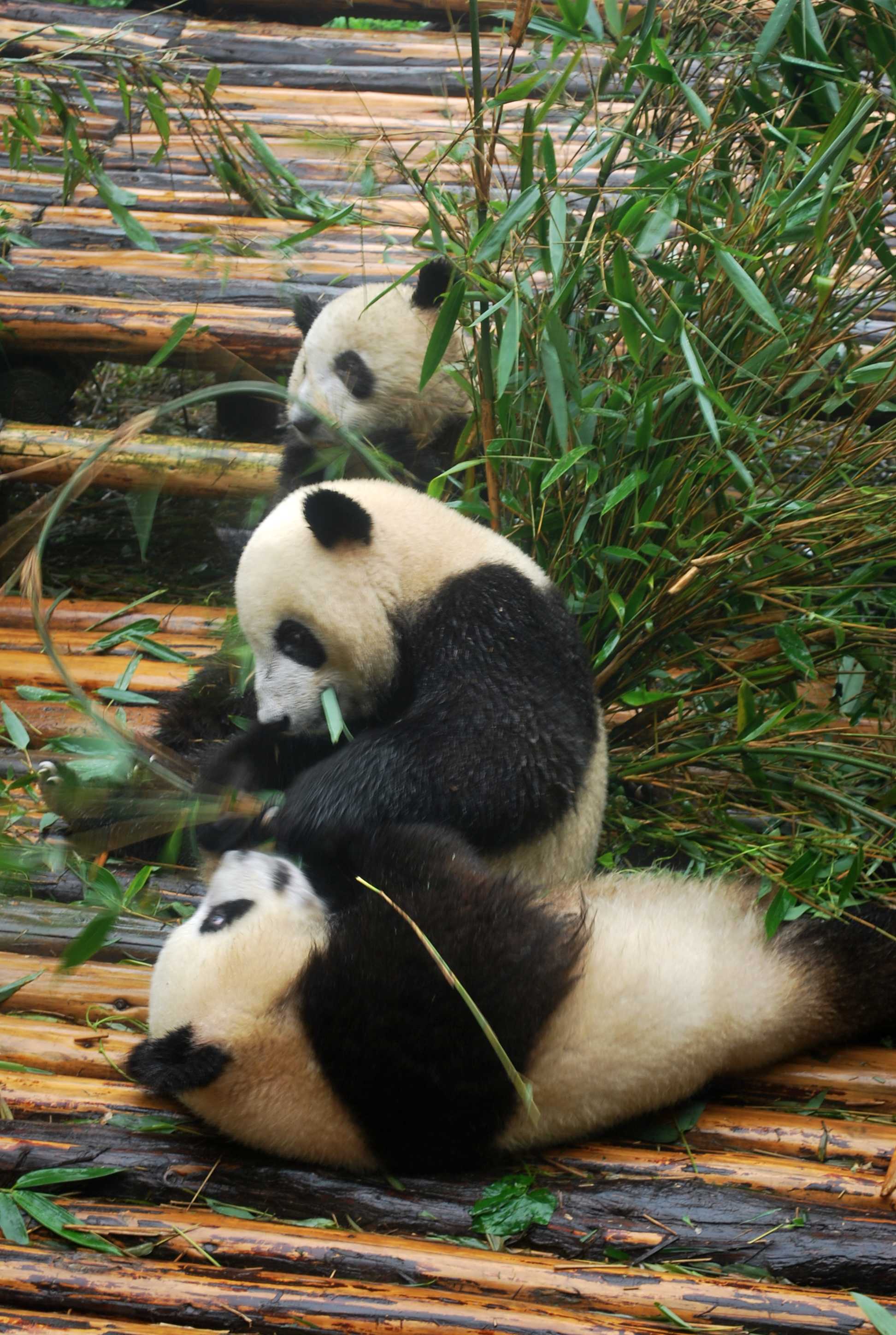 【小熊猫摄影图片】太原动物园生态摄影_普晋_太平洋电脑网摄影部落