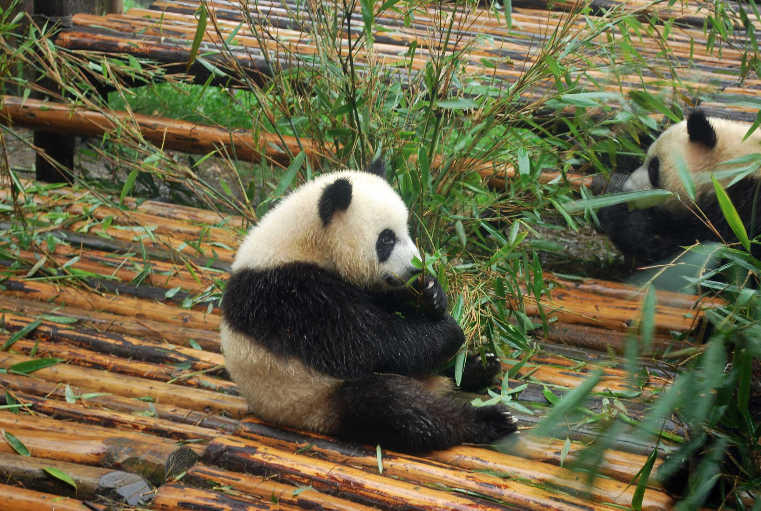 小熊猫动物可爱红熊猫珍稀动物摄影图配图高清摄影大图-千库网