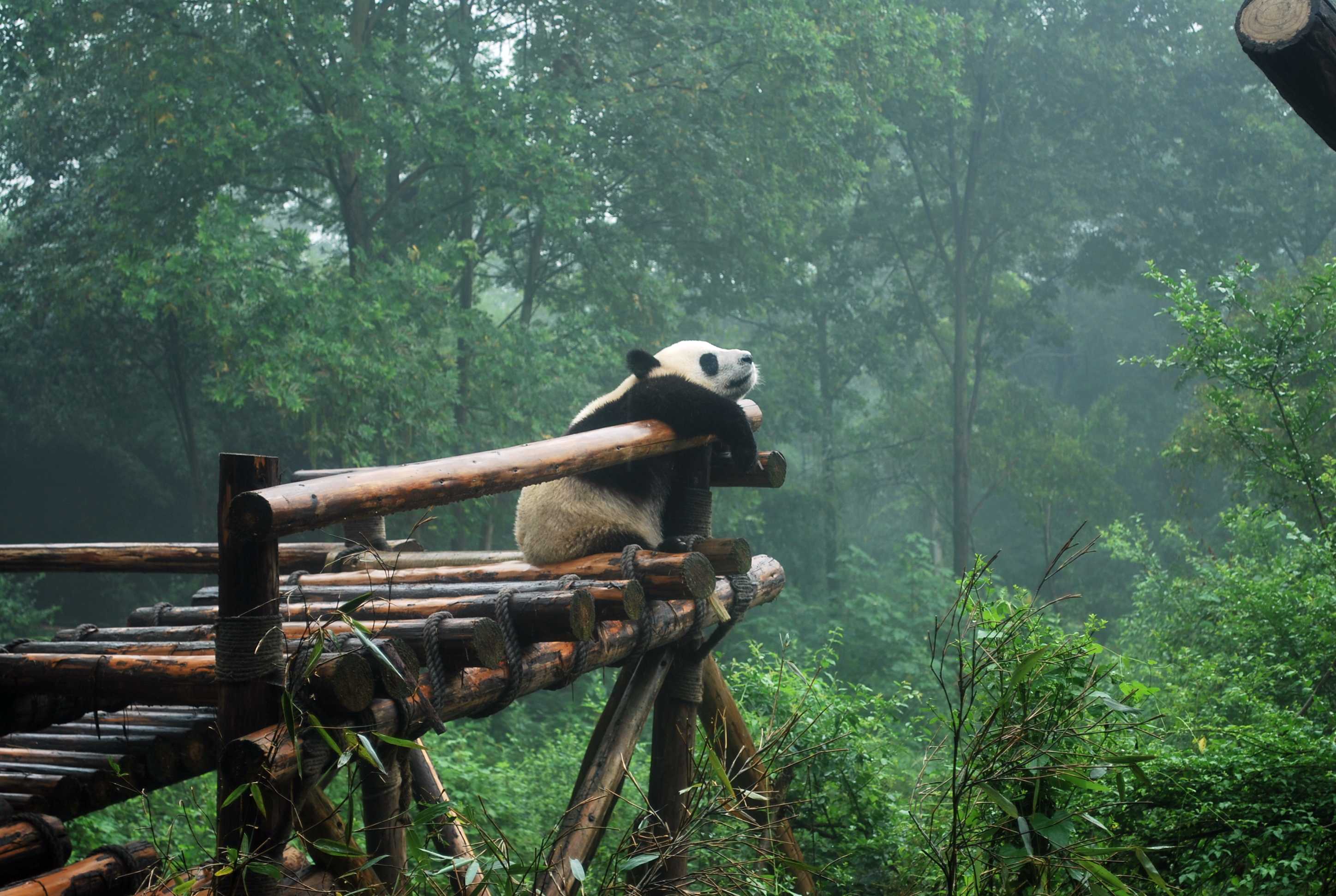 2020中国卧龙大熊猫博物馆-旅游攻略-门票-地址-问答-游记点评，汶川旅游旅游景点推荐-去哪儿攻略