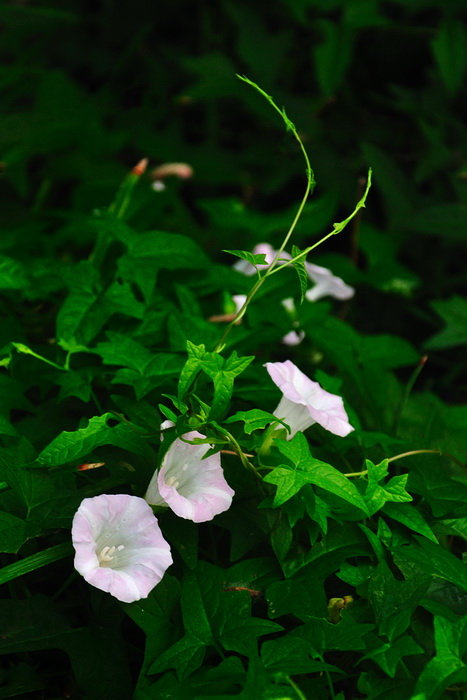 雨后的花花草草