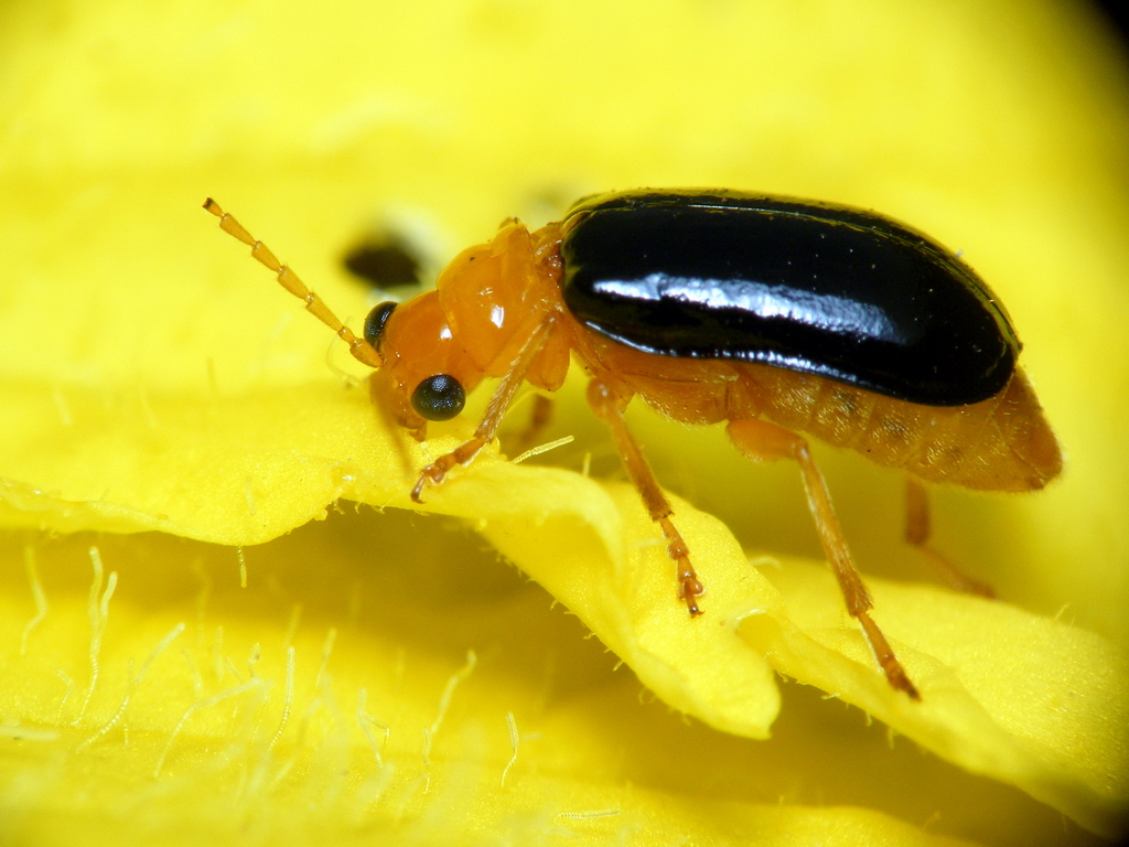 这是一张普通萤火虫幼虫的特写照片图片-商业图片-正版原创图片下载购买-VEER图片库