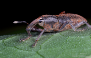 ǳ(BOLL WEEVIL)