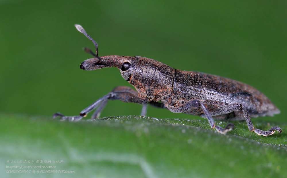 象鼻虫(boll weevil)