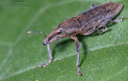 ǳ(BOLL WEEVIL)