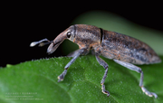 象鼻虫(boll weevil.