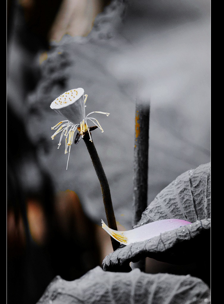 雨打残荷