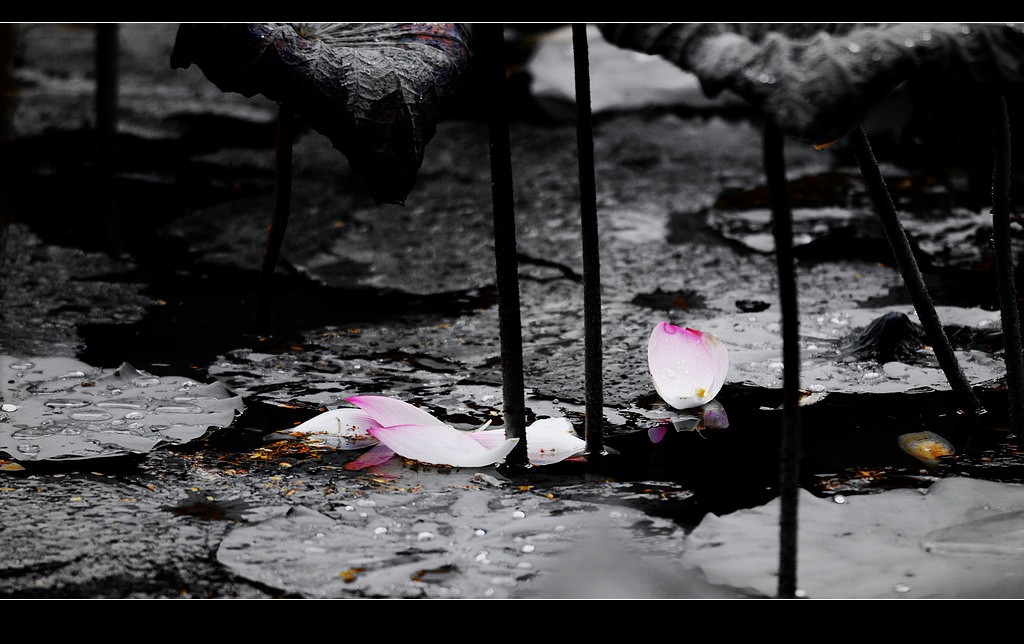 雨打残荷