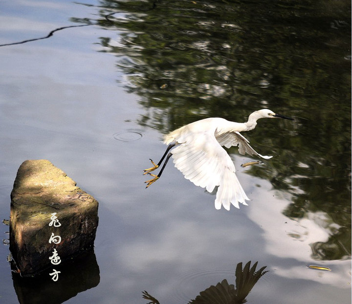 【飞向远方-之白鹭摄影图片】上海大宁绿地生