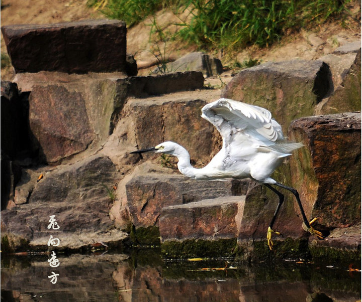 【飞向远方-之白鹭摄影图片】上海大宁绿地生