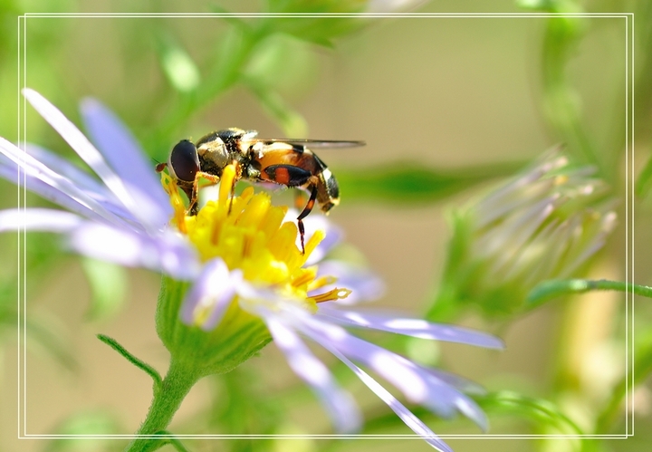 【一组小蜜蜂摄影图片】安达生态摄影_大自然