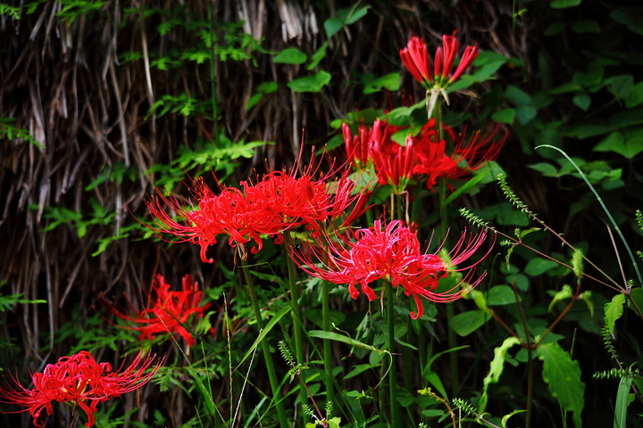 【花儿为什么这样红2摄影图片】柳溪生态摄影