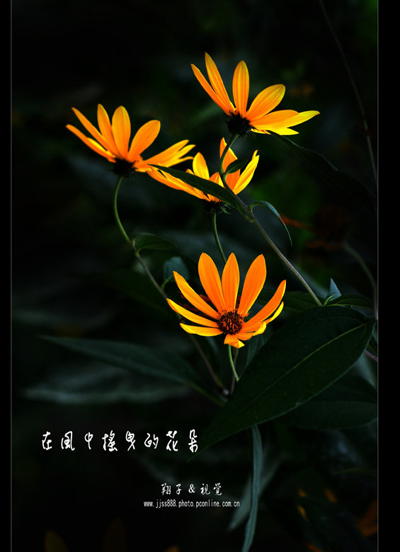 【在风中摇曳的花朵摄影图片】乡村生态摄影